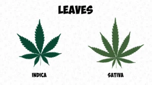 Leaves Indica Sativa