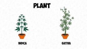 Difference between Cannabis Indica and Sativa: Appearance