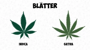 Blätter Indica Sativa