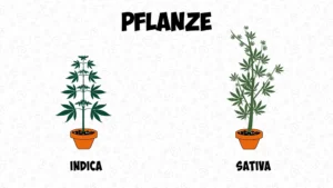 Der Unterschied zwischen Cannabis Indica und Sativa: Erscheinungsbild