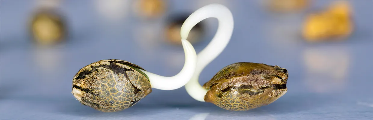 Guía básica de cómo germinar semillas de marihuana