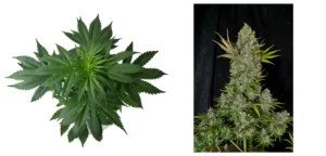 Planta de cannabis en crecimiento vegetativo y en floración.