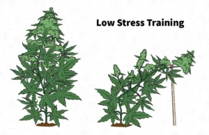 Comparativa entre planta sin LST y planta con LST.