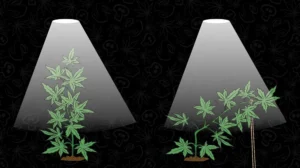 Diferencias en la distribución de la luz.