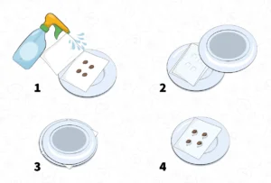 Germinación en papel húmedo (Método del papel de cocina) 