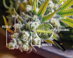 Anatomía de un cogollo de marihuana