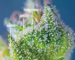Tricomas en diferentes estados de maduración