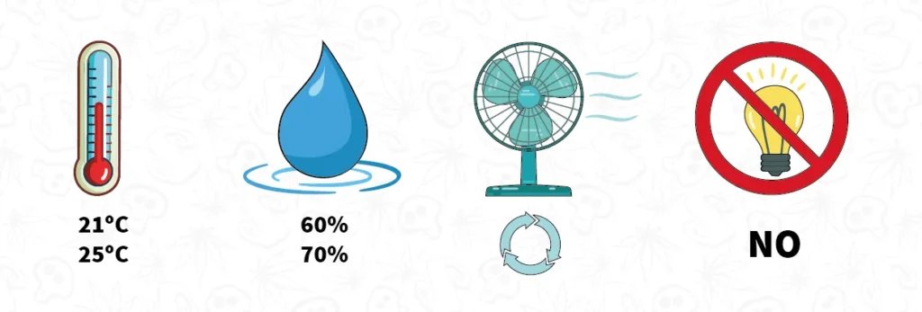 Condiciones óptimas para germinar semillas de marihuana 