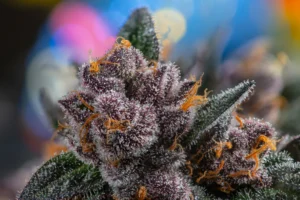 Fotografía macro de un cogollo denso, resinoso, con muchos tricomas (que reflejan la potencia)