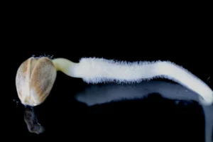 Condiciones óptimas para germinar semillas de marihuana 