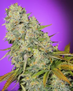 Aspecto de un cogollo de planta índica.