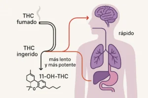 Proceso metabólico del THC en el cuerpo