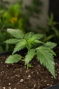 Plántula de cannabis en sus primeras semanas.