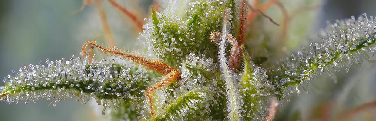 Anatomía y partes de los cogollos de marihuana