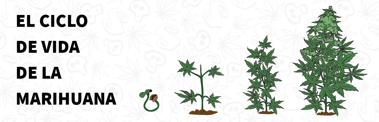 ¿Cuál es el ciclo de vida de la marihuana?