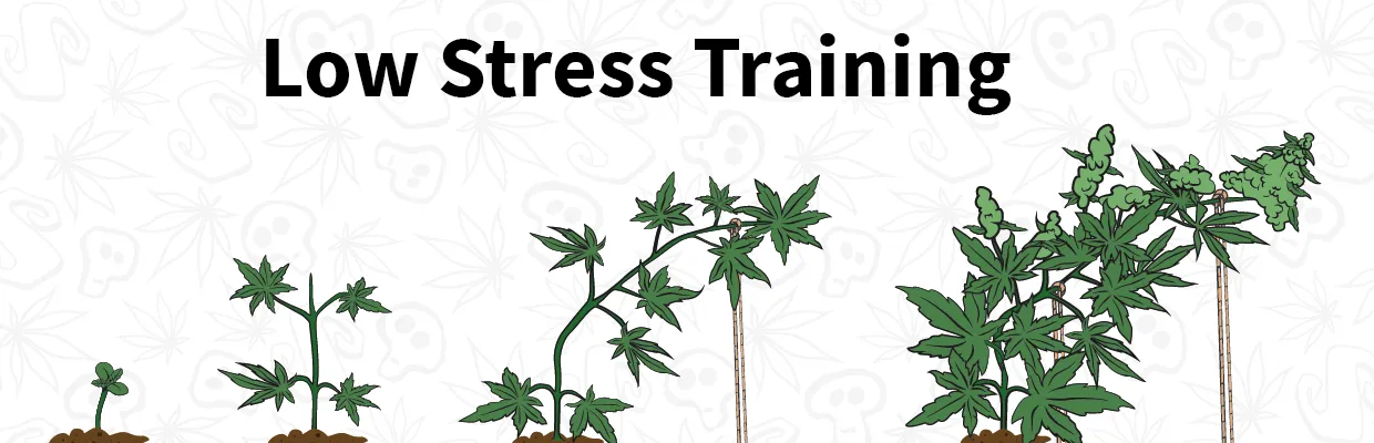 Qué es el Low Stress Training en marihuana