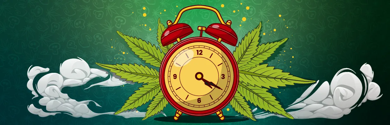 ¿Cuánto dura el efecto de la marihuana?