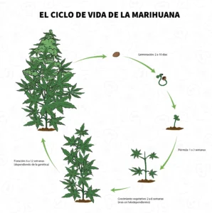 Ciclo de vida de la marihuana.