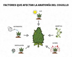 Factores que afectan la anatomía del cogollo