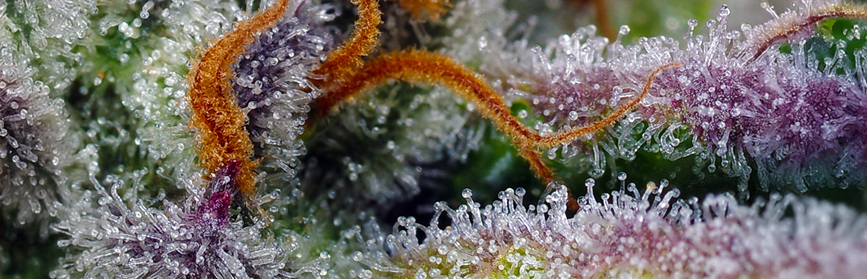 ¿Cómo extraer resina de la marihuana?