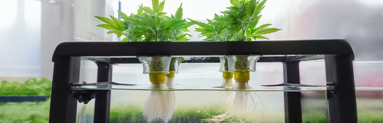 Cultivo de marihuana hidropónica