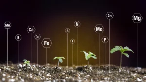 Macro y micronutrientes esenciales