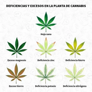Carencias visibles en las hojas de marihuana
