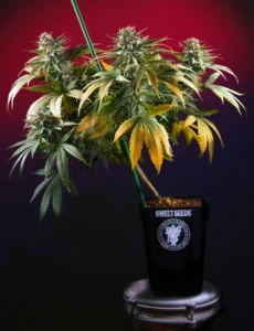 ¿Cuáles son las ventajas del cultivo en maceta?