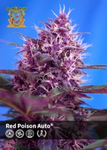 Seguimiento de cultivo de Red Poison Auto® de Sweet Seeds®