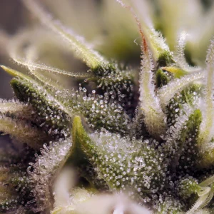 Tricomas en un cogollo de marihuana