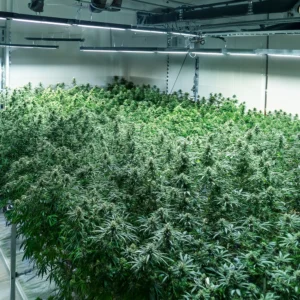 Cultivo de cannabis regulado a gran escala.