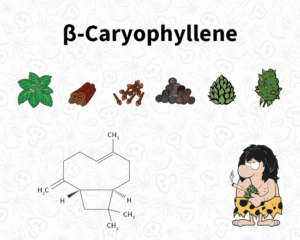 Algunas fuentes naturales de Betacariofileno