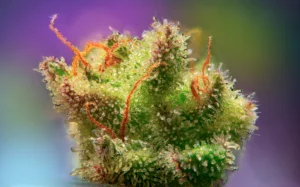 Cogollo con gran contenido de tricomas y terpenos