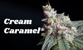 Cream Caramel®
