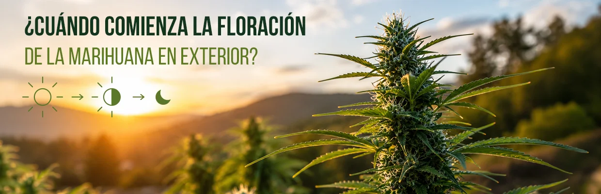 Floración de la Marihuana en Exterior