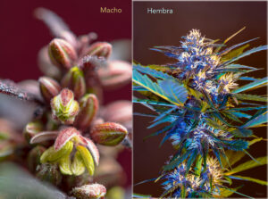 Flores de marihuana macho y flores de marihuana hembra