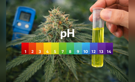 pH Cannabis