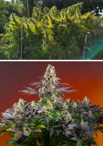 Comparativa visual sativa vs índica