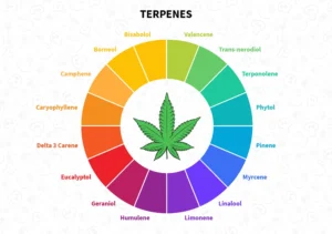 Perfil de terpenos (visual tipo infografía)