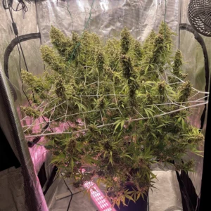 Permanent Jealousy XL Auto® en SCROG