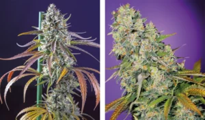 Cogollos sativa vs índica (estructura)
