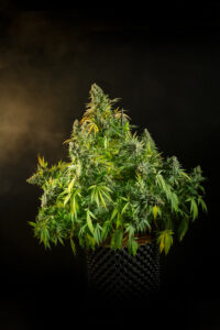 Planta índica vigorosa