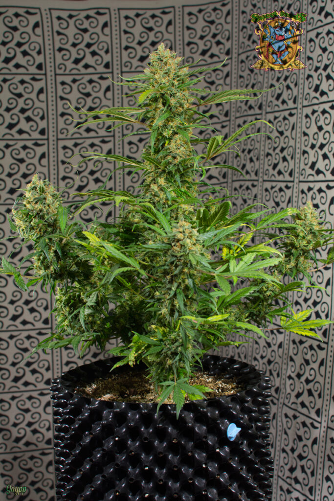 Planta autofloreciente entera