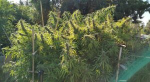 San Fernando Lemon Kush® en exterior