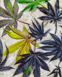 Hojas de marihuana de colores tras la cosecha.