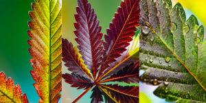 Composición de distintas hojas de marihuana de colores.