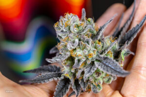 Cogollo de The Red Family.