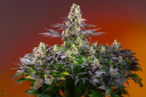 Planta adulta de The Red Family.