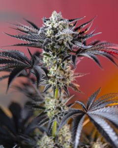 Red Gorilla Girl XL Auto®