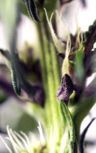 Macro de preflor hembra